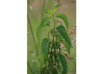 Große Brennnessel (Urtica dioica) - © Emanuel Trummer
